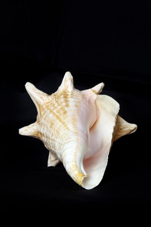 shell sea underwater world