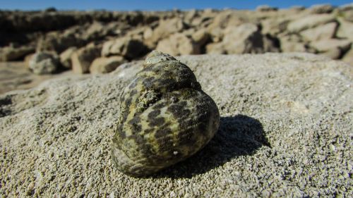shell crab shell sea