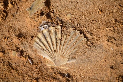 shell shell imprint petrified