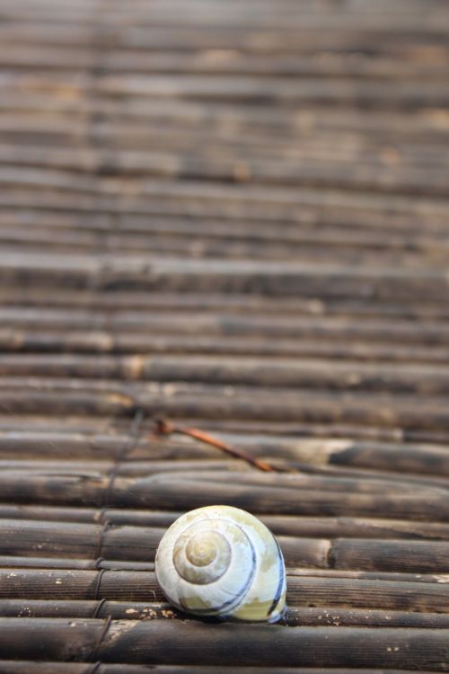 shell bamboo nature