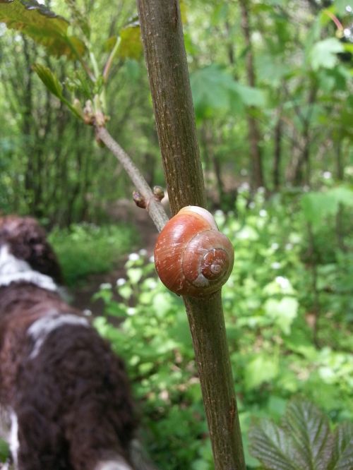 shell snail animals