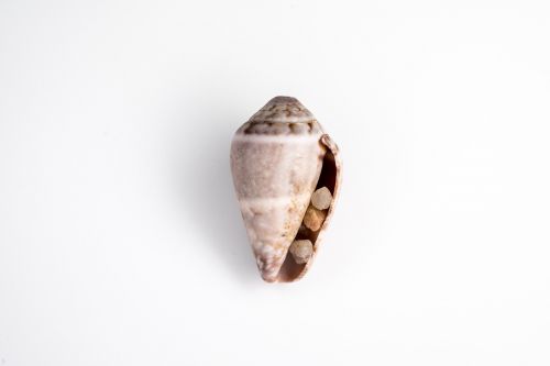 shell sea clam
