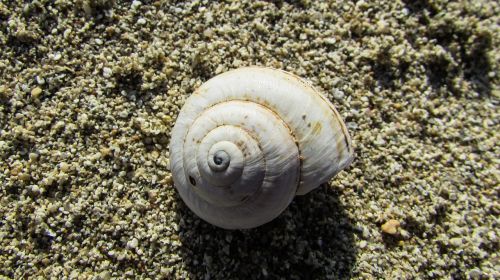 shell nature spiral