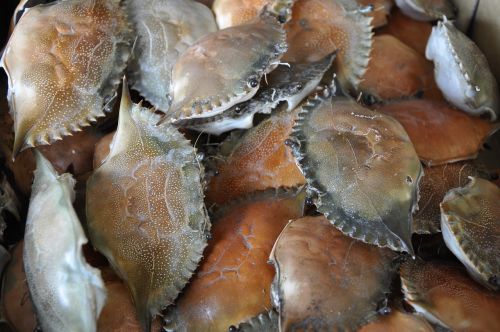 shell fish mollusk