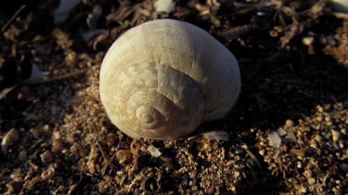 shell helix nature