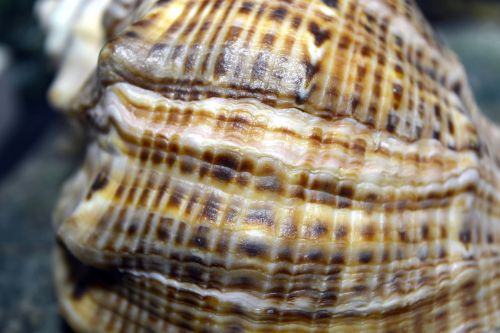 shell sea sand