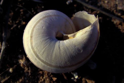 shell helix nature