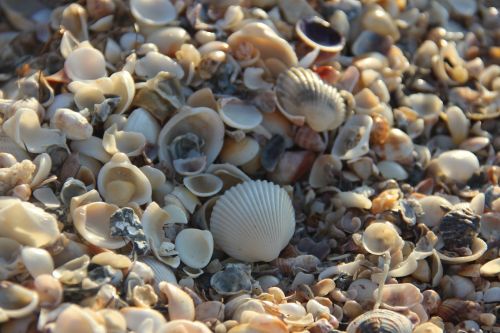shell mar beach