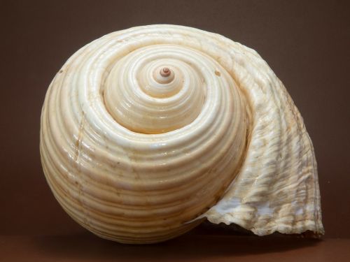 shell snail close