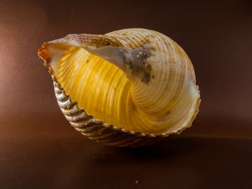 shell snail close