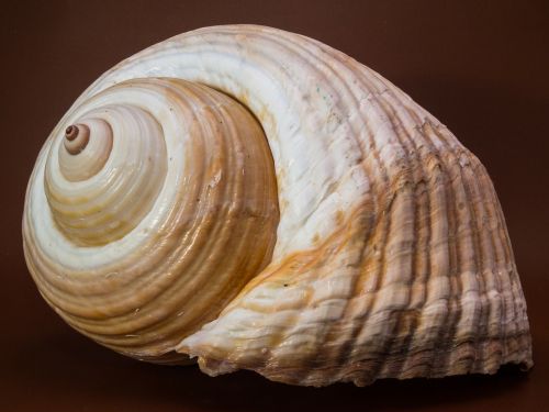 shell snail close