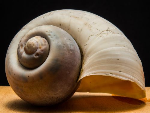 shell snail close