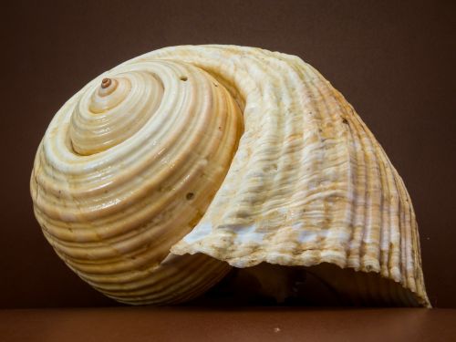 shell snail close