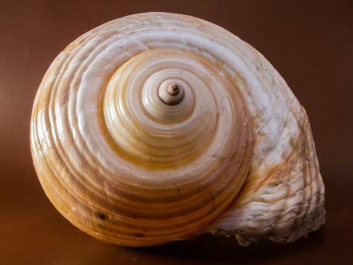 shell snail close