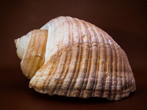 shell snail close