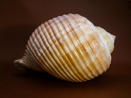 shell snail close