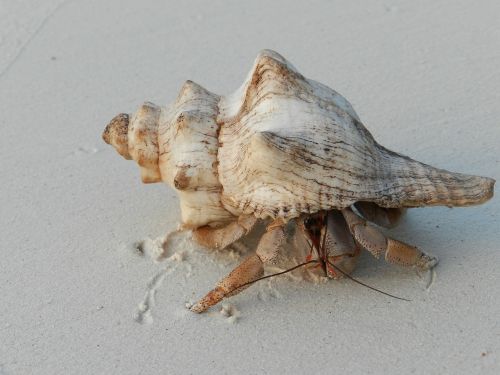 shell hermit crab zanzibar