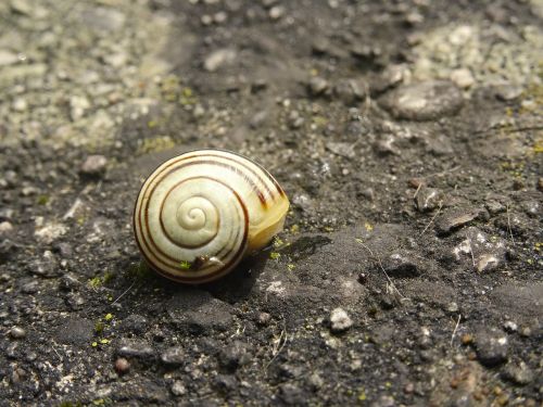 shell snail housing