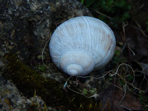 shell white snail shell