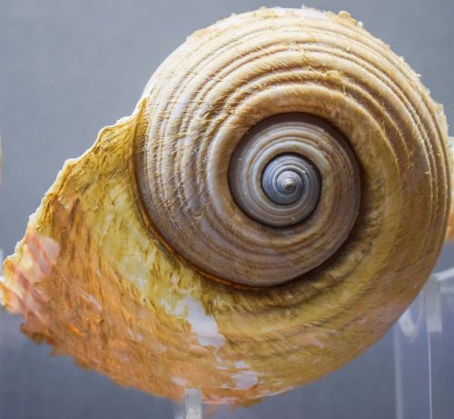 shell nature seashell