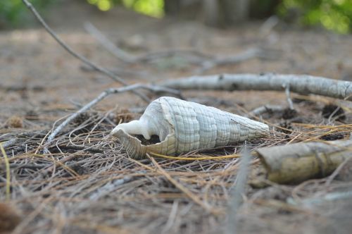 shell snail white