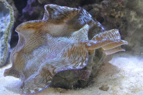 shell salt water aquarium