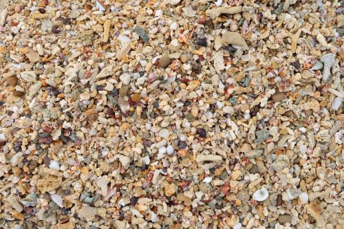 shell sea sea shells
