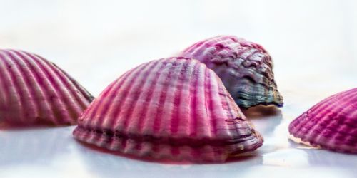 shell read sea
