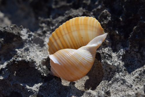 shell beach summer