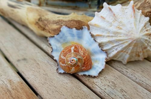 shell snail snail shell