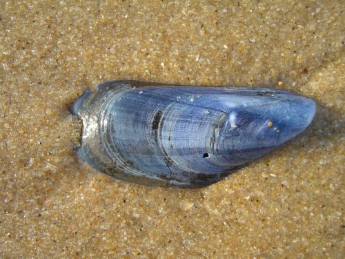 shell mussel beach