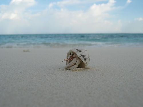 shell creature beach