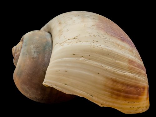 shell snail shell snail