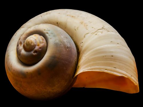 shell snail shell snail