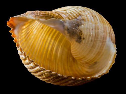 shell snail shell snail