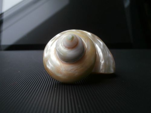 shell mother of pearl macro