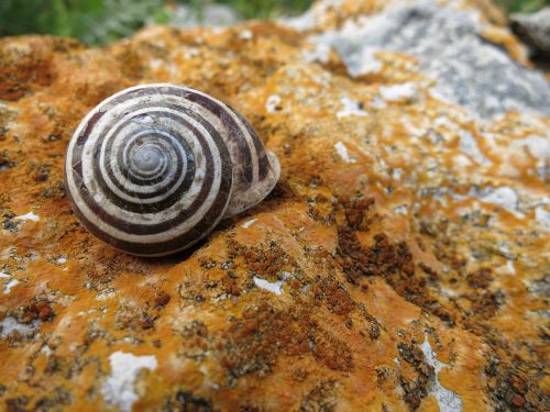 shell stone spiral