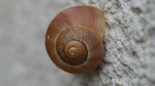 shell snail close