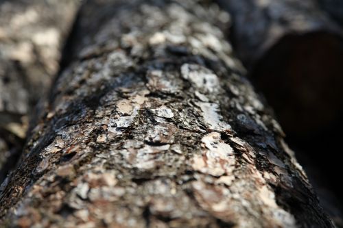 shell nature wood