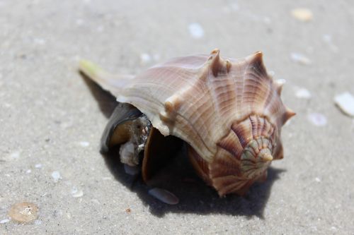 shell beach s