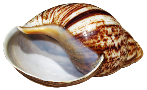 shell snail achatina fulica