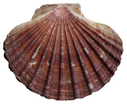 shell scallop pilgrim shell