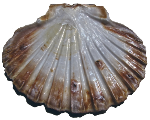 shell scallop pilgrim shell
