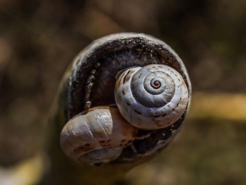 shell snail nature