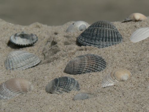 shell beach sea