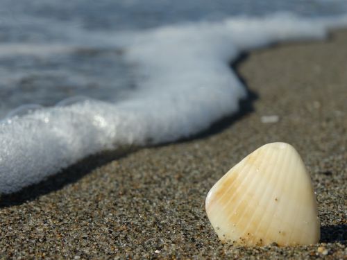 shell sea summer