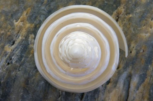 shell spiral stones