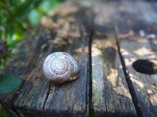 shell spiral garden