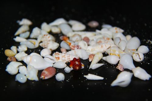 shell seashells sea shell