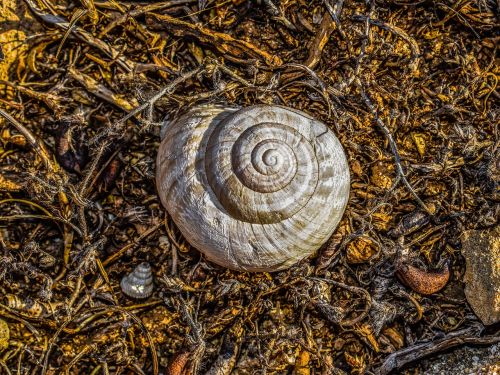 shell helix nature